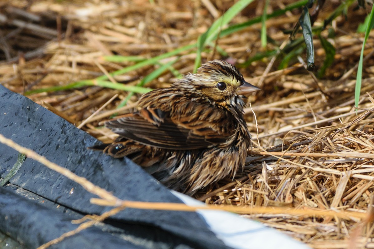 Savannah Sparrow - ML643540335