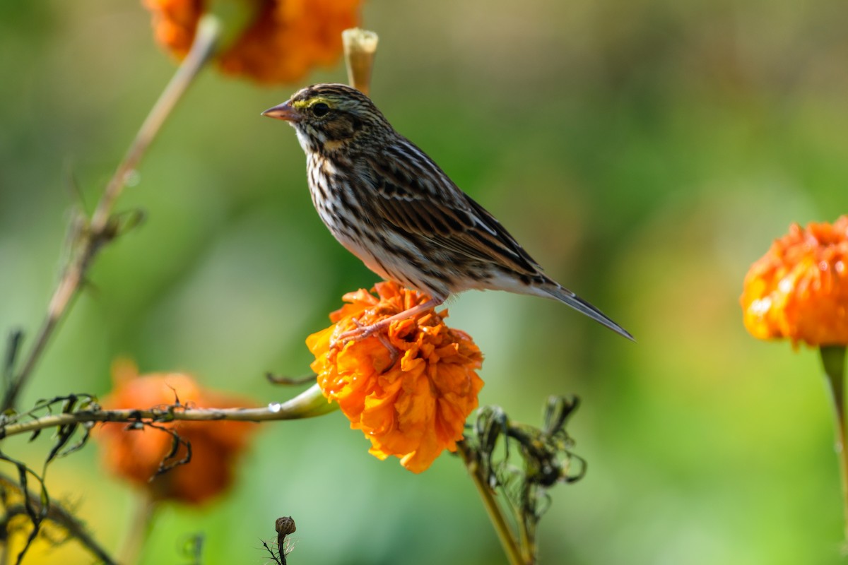 Savannah Sparrow - ML643540336