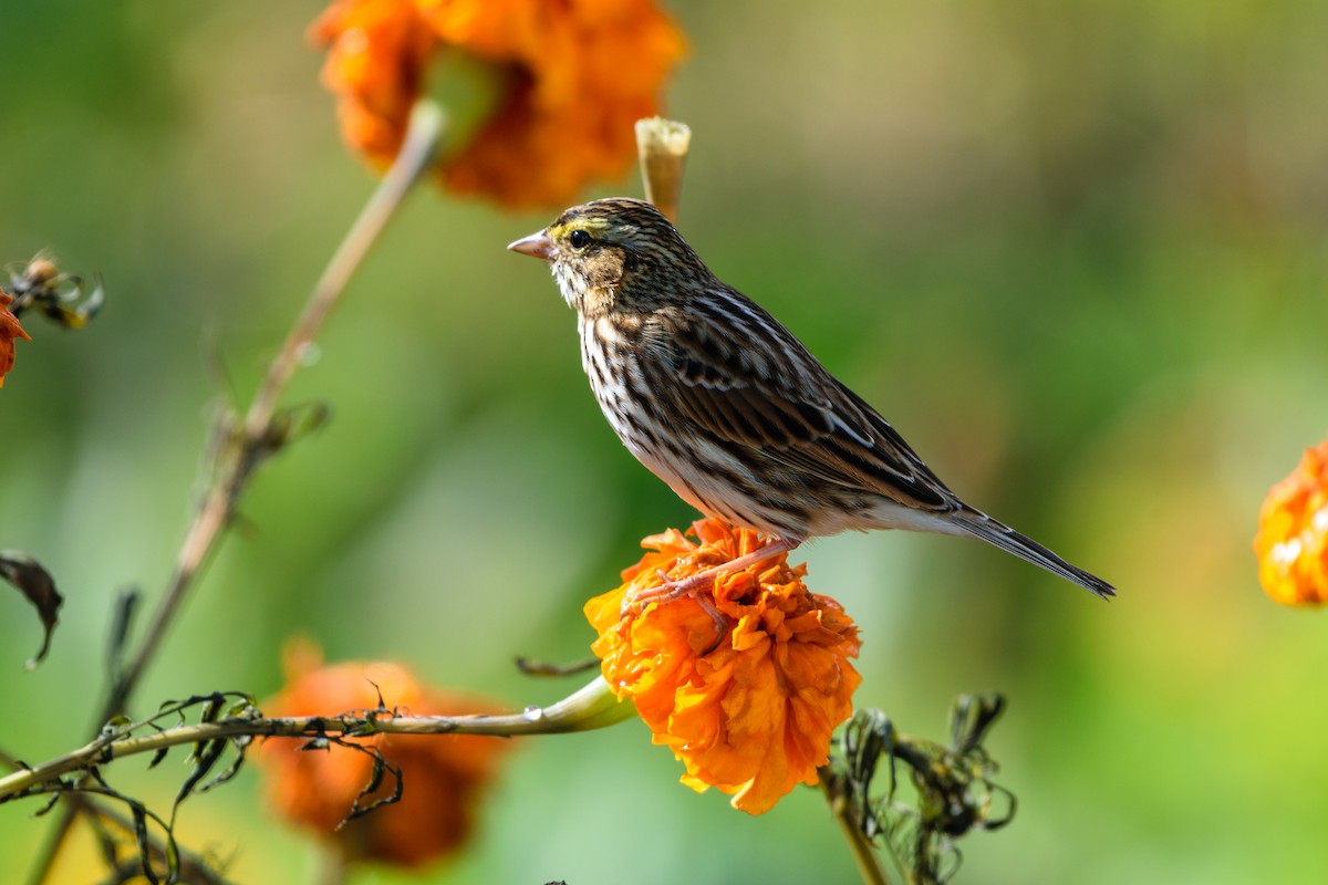Savannah Sparrow - ML643540337