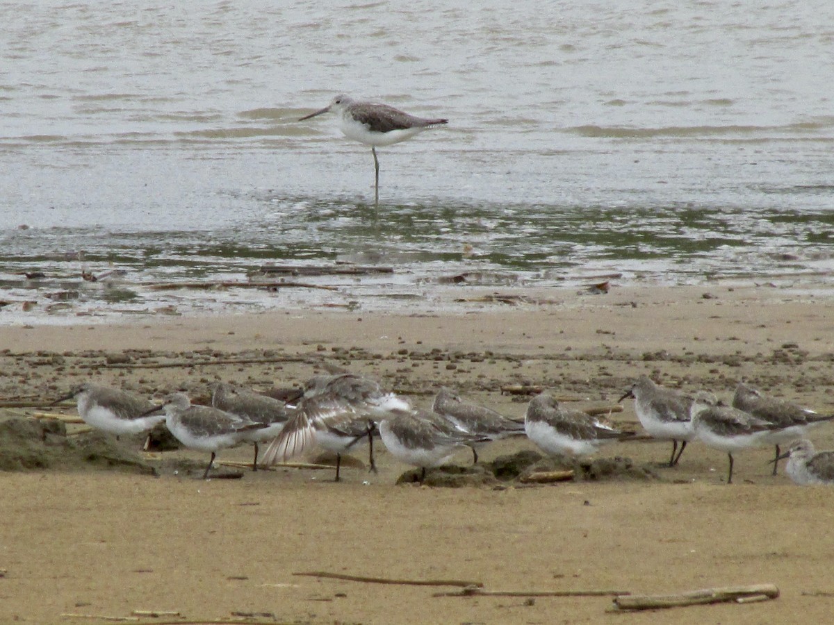 ביצנית ירוקת-רגל - ML643540338