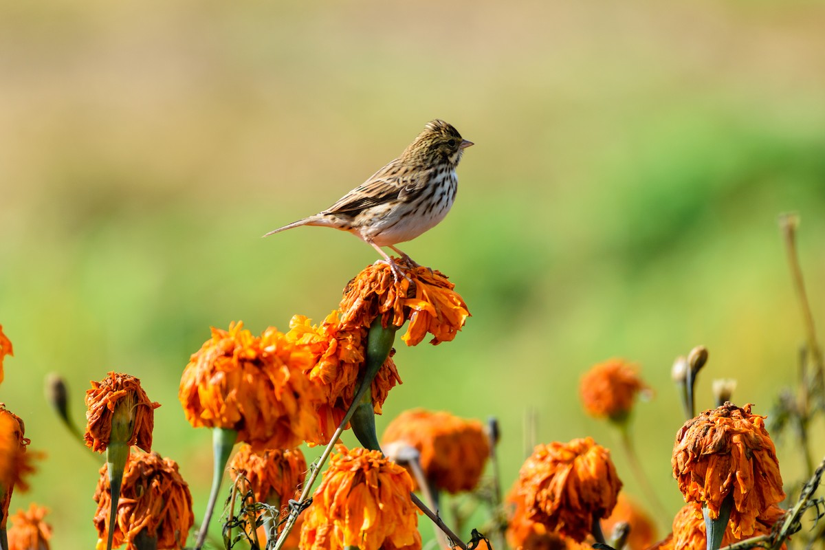 Savannah Sparrow - ML643540359