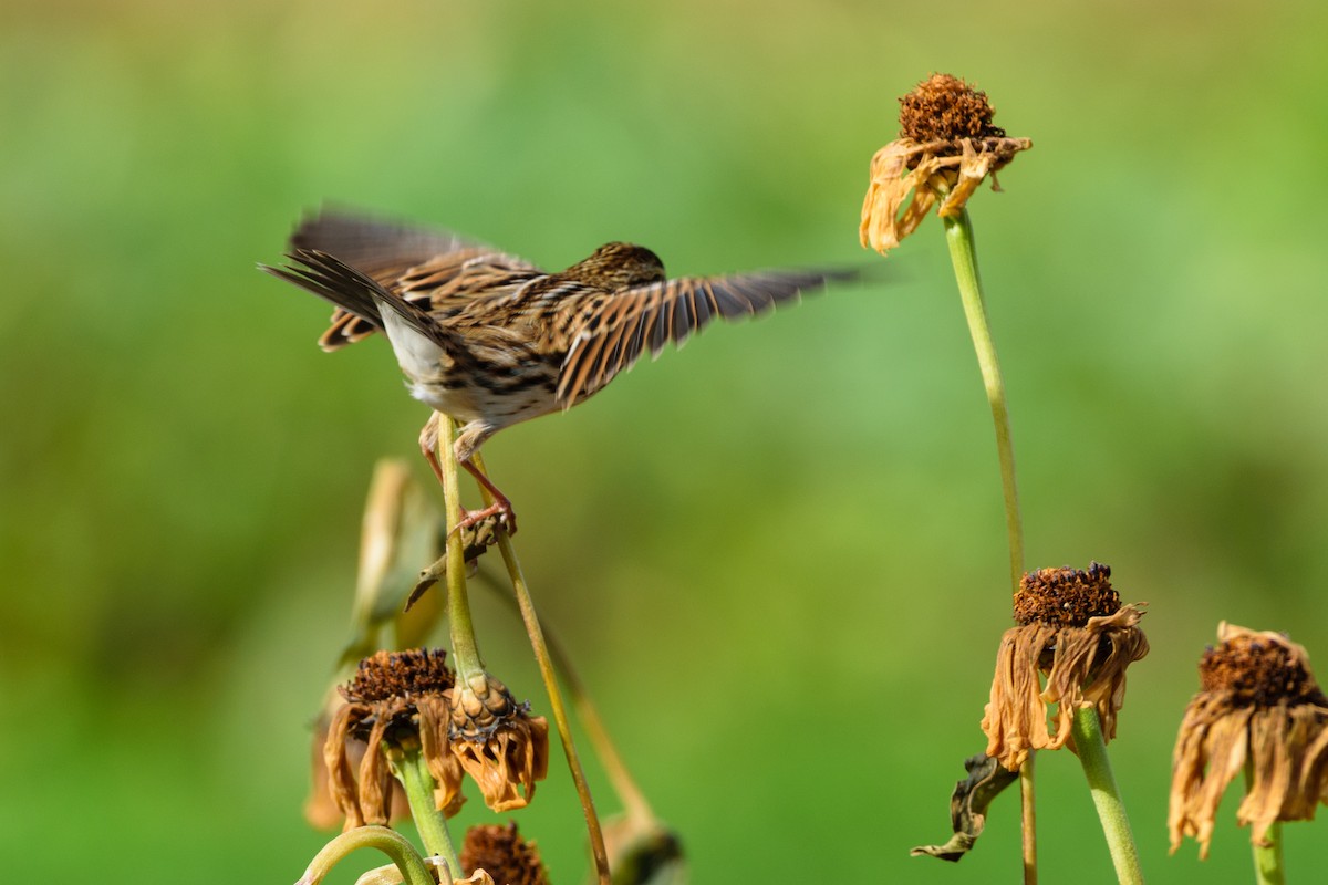 Savannah Sparrow - ML643540360