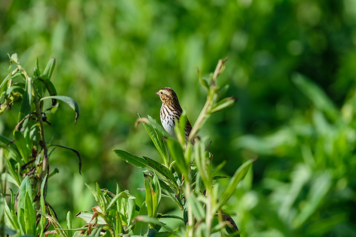Savannah Sparrow - ML643540361