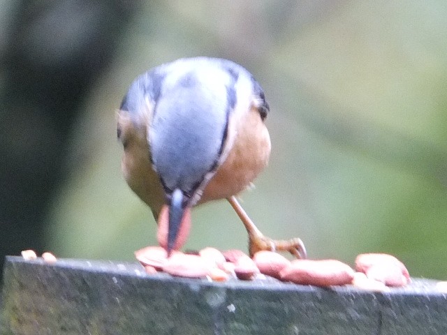 Garrapo eurasiarra - ML643540368