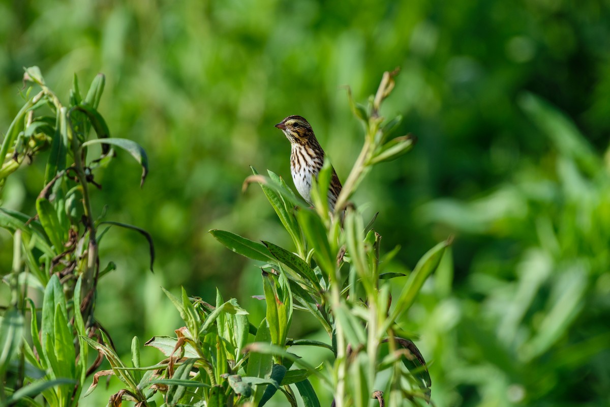 Savannah Sparrow - ML643540369