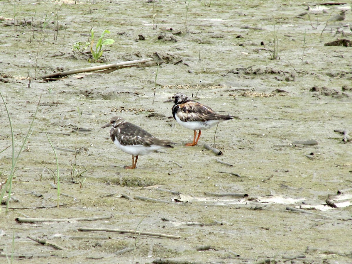 ארנריה אדמונית - ML643540370