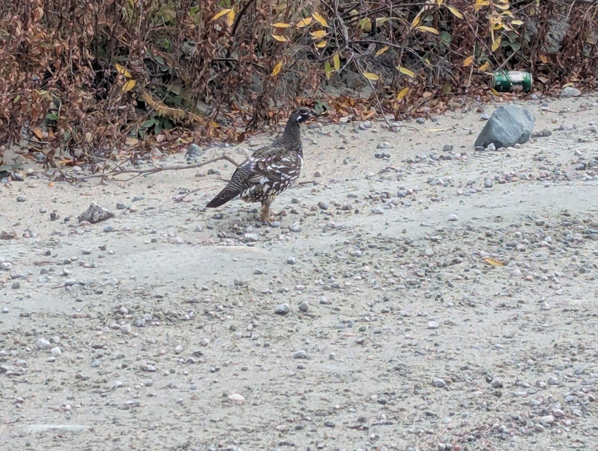 Spruce Grouse - ML643540386