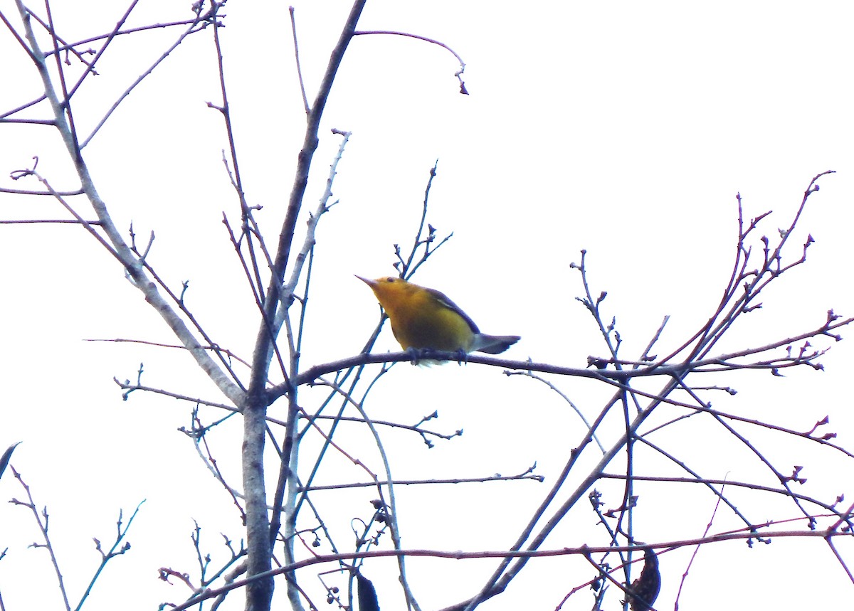 Prothonotary Warbler - ML643540401