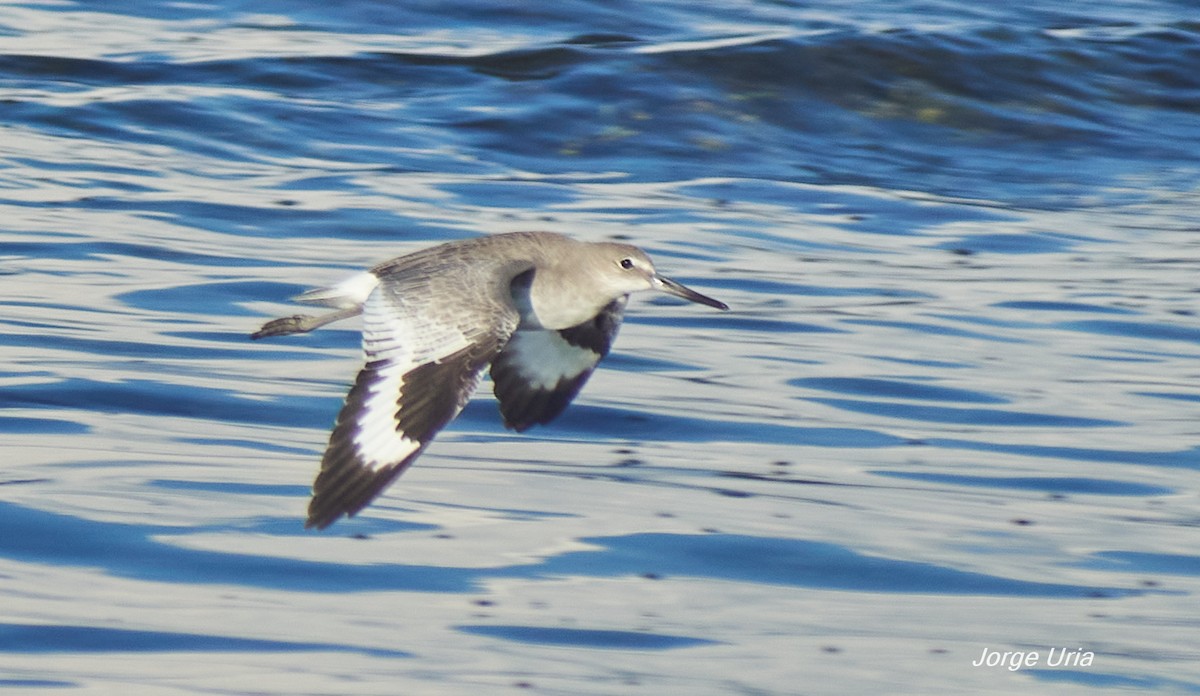 Willet - ML643540413