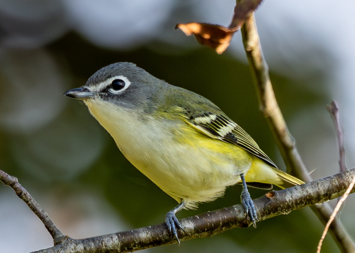 Blue-headed Vireo - ML643540435