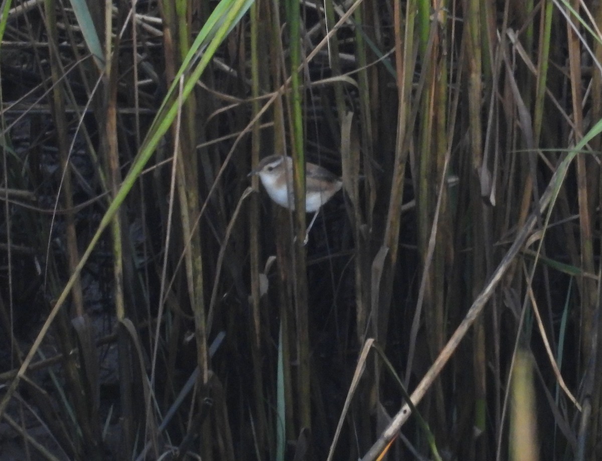 Marsh Wren - ML643540447