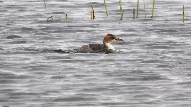 Titicaca Grebe - ML643540453