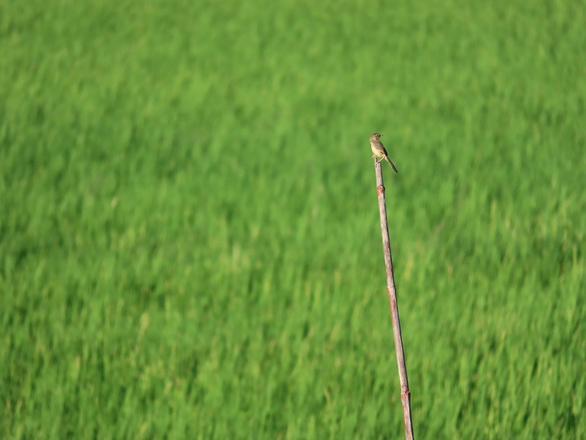 Plain Prinia - ML643540467