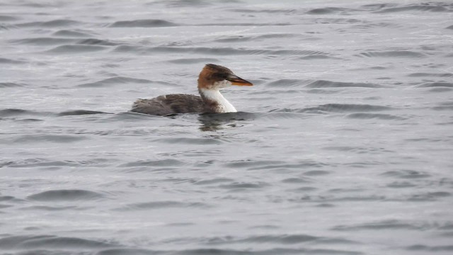 Titicaca Grebe - ML643540469