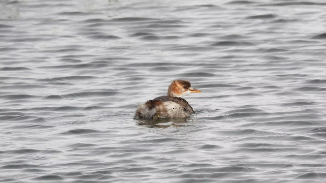 Titicaca Grebe - ML643540477