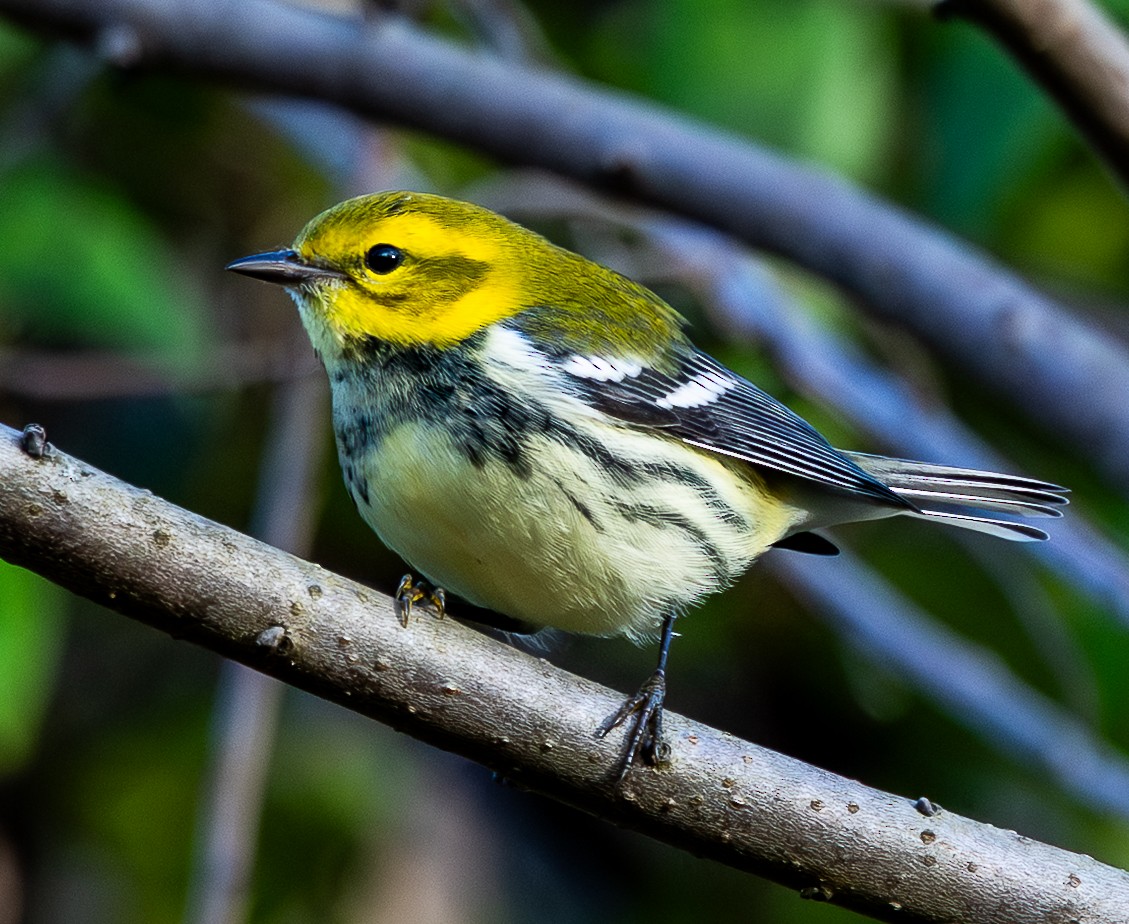Black-throated Green Warbler - ML643540479