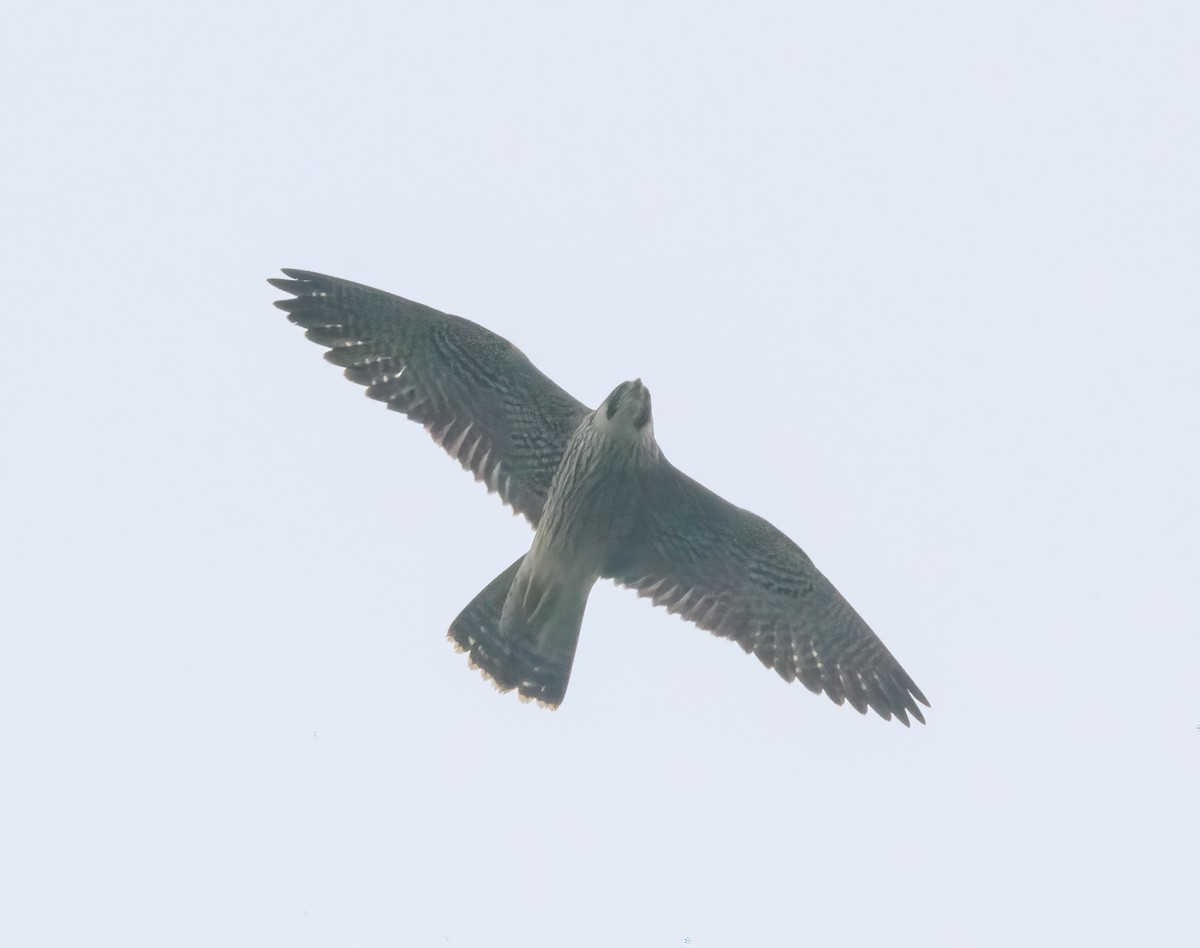 sokol stěhovavý - ML643540482