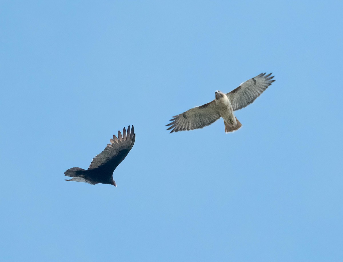 Red-tailed Hawk - ML643540505