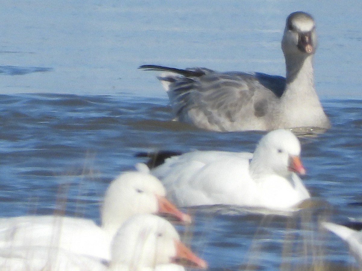 Ross's Goose - ML643540506