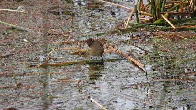 Wren-like Rushbird - ML643540509
