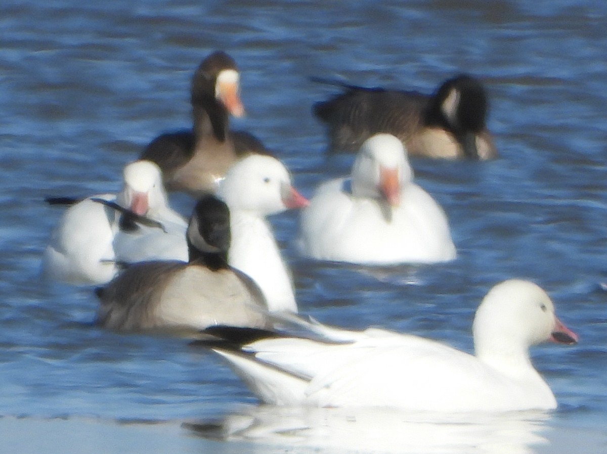 Ross's Goose - ML643540512
