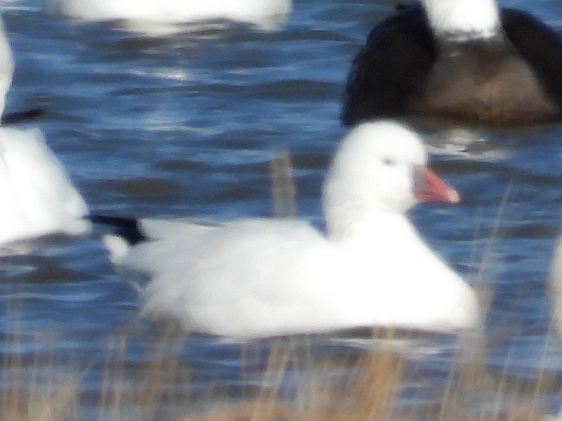Ross's Goose - ML643540519