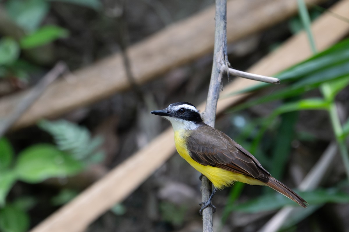 Lesser Kiskadee - ML643540524