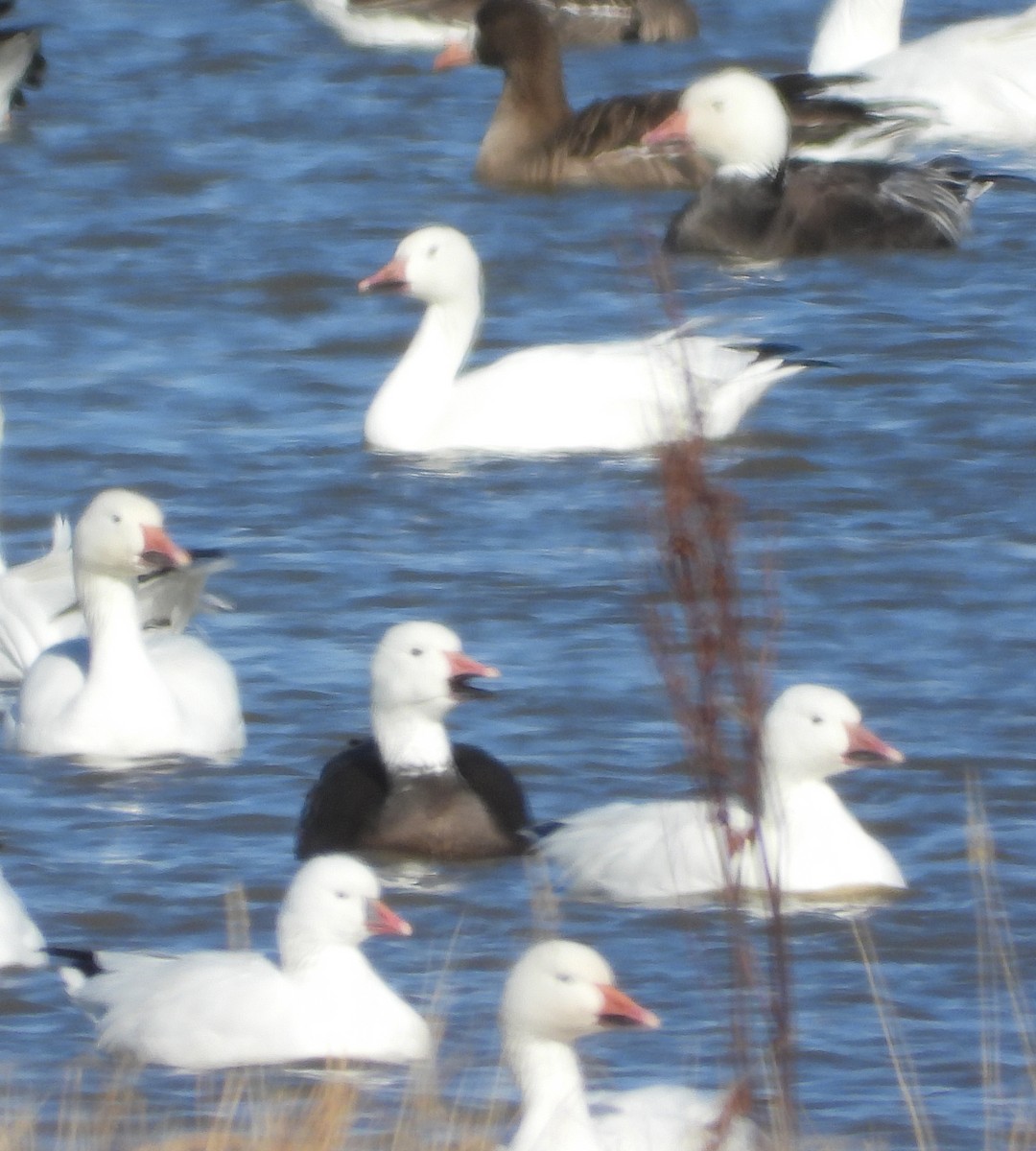 Ross's Goose - ML643540527