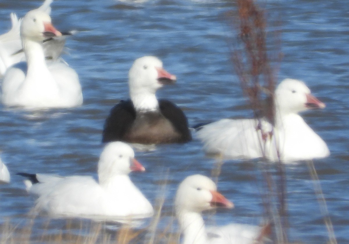Ross's Goose - ML643540532