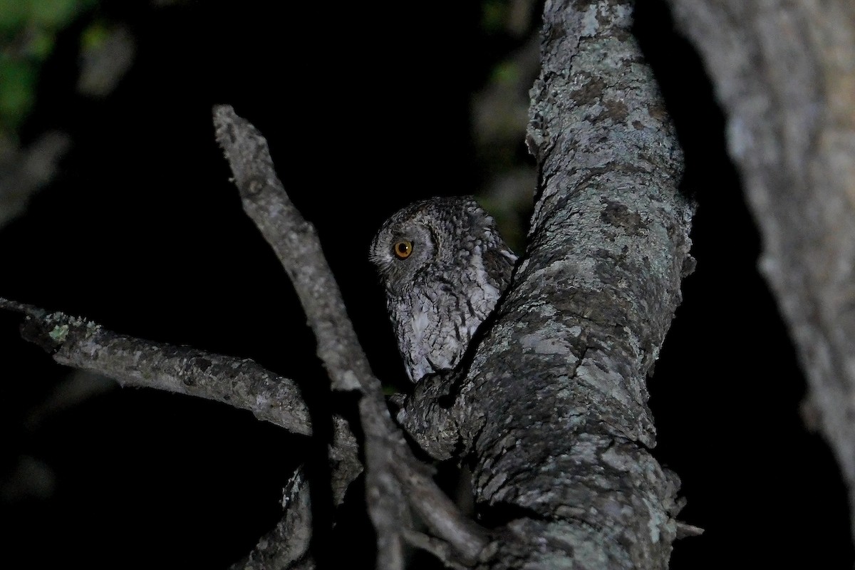 výreček africký (ssp. senegalensis) - ML643540540