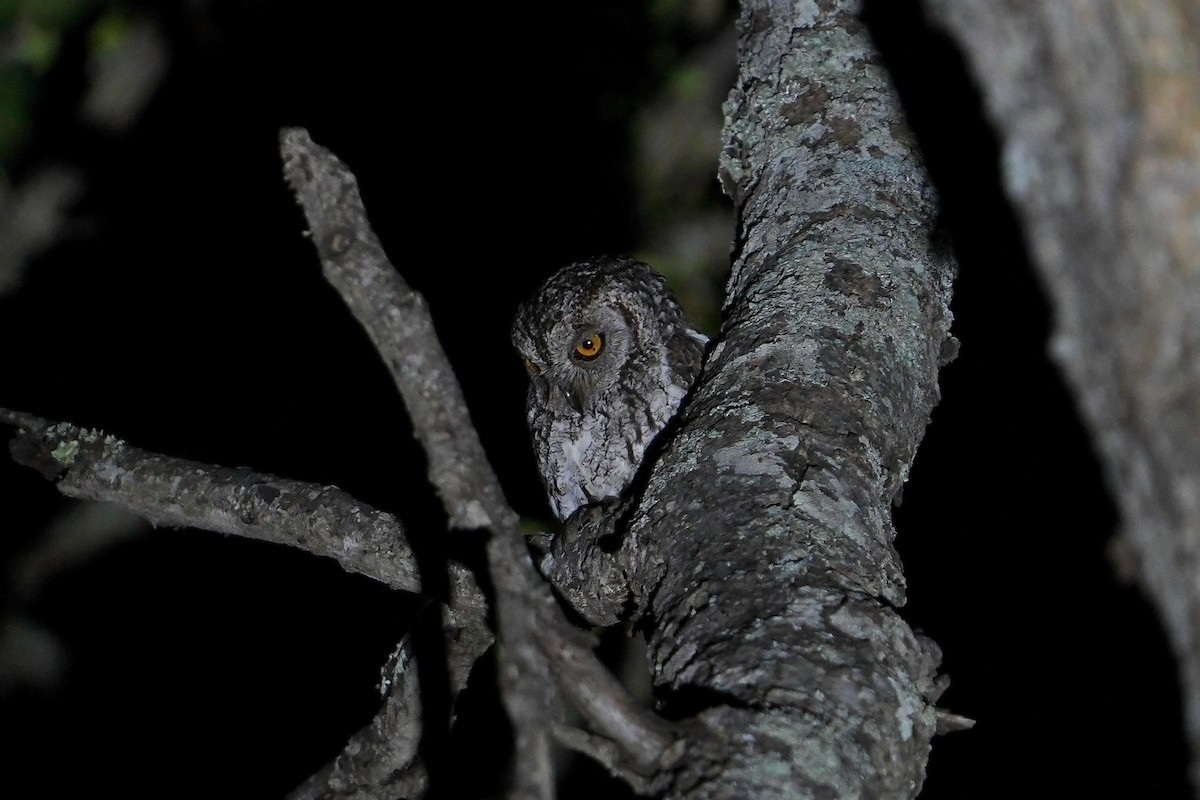 výreček africký (ssp. senegalensis) - ML643540541