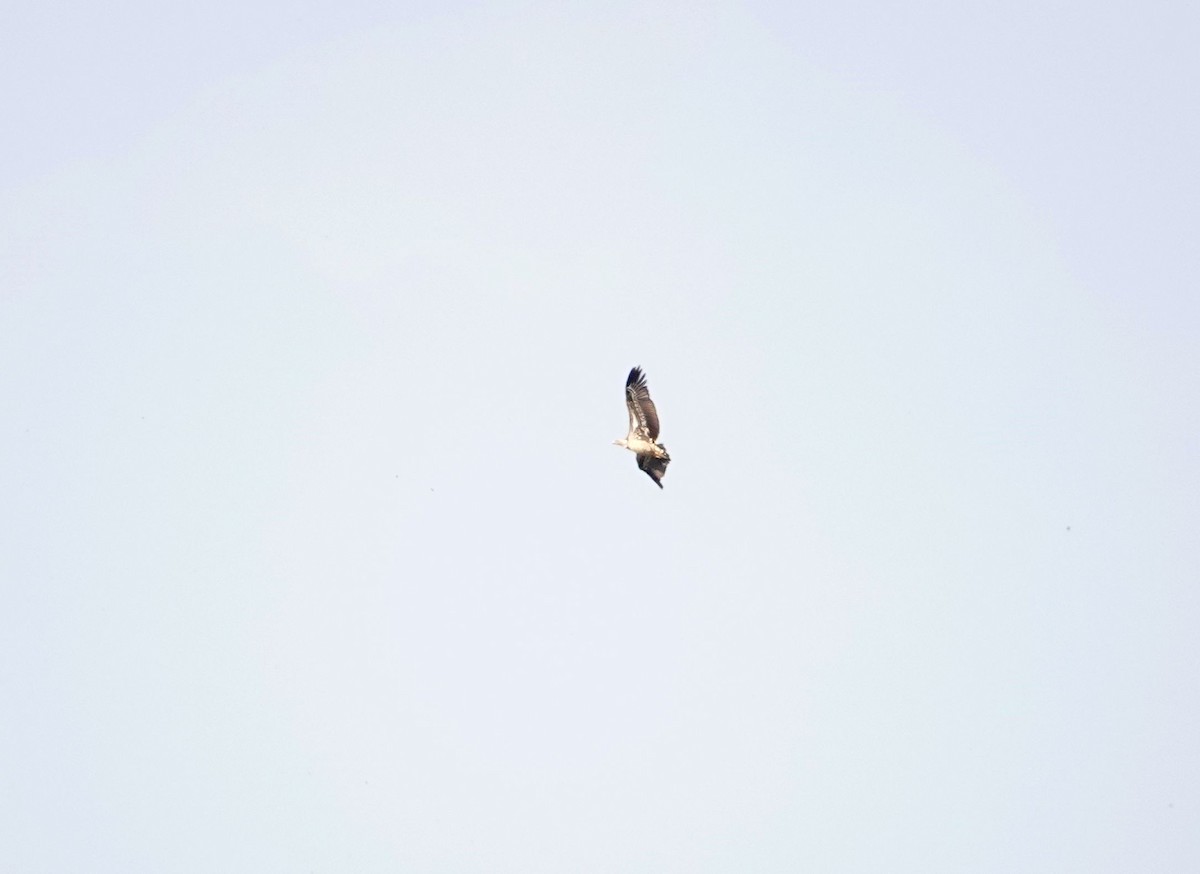 White-backed Vulture - ML643540544
