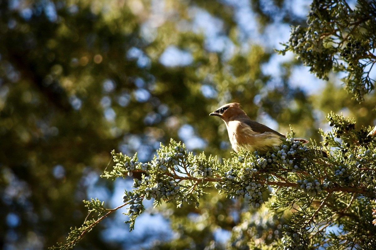 Cedar Waxwing - ML643540545