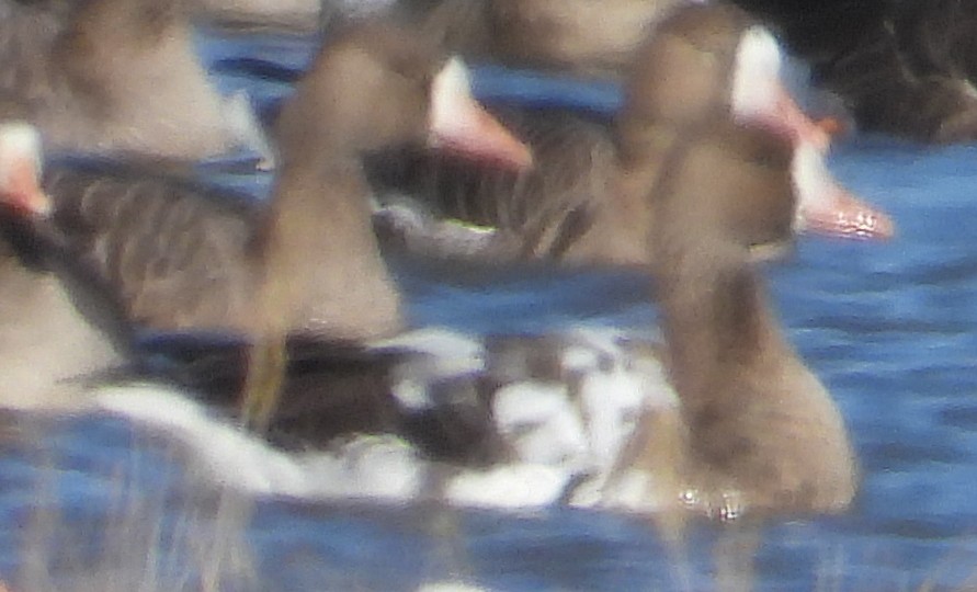 husa/husice/berneška sp. - ML643540552