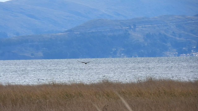 アンデスチュウヒ - ML643540553