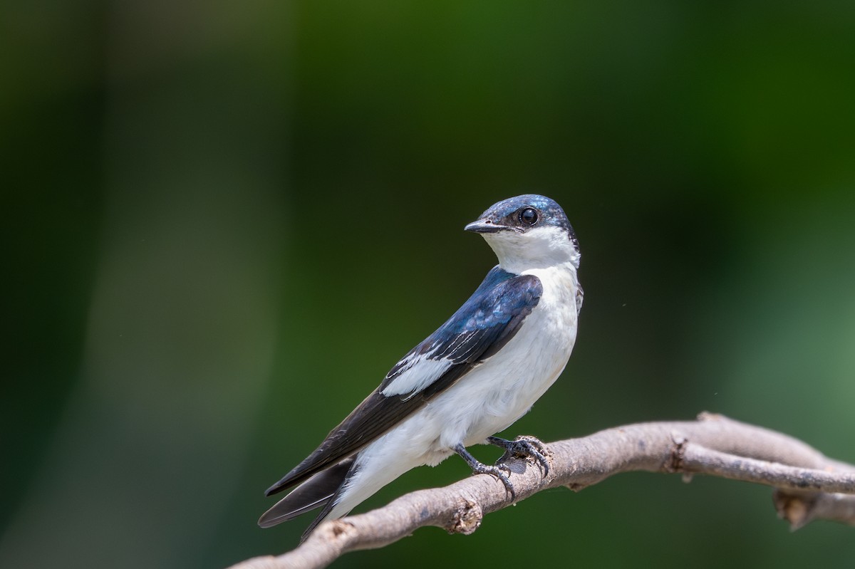 White-winged Swallow - ML643540556