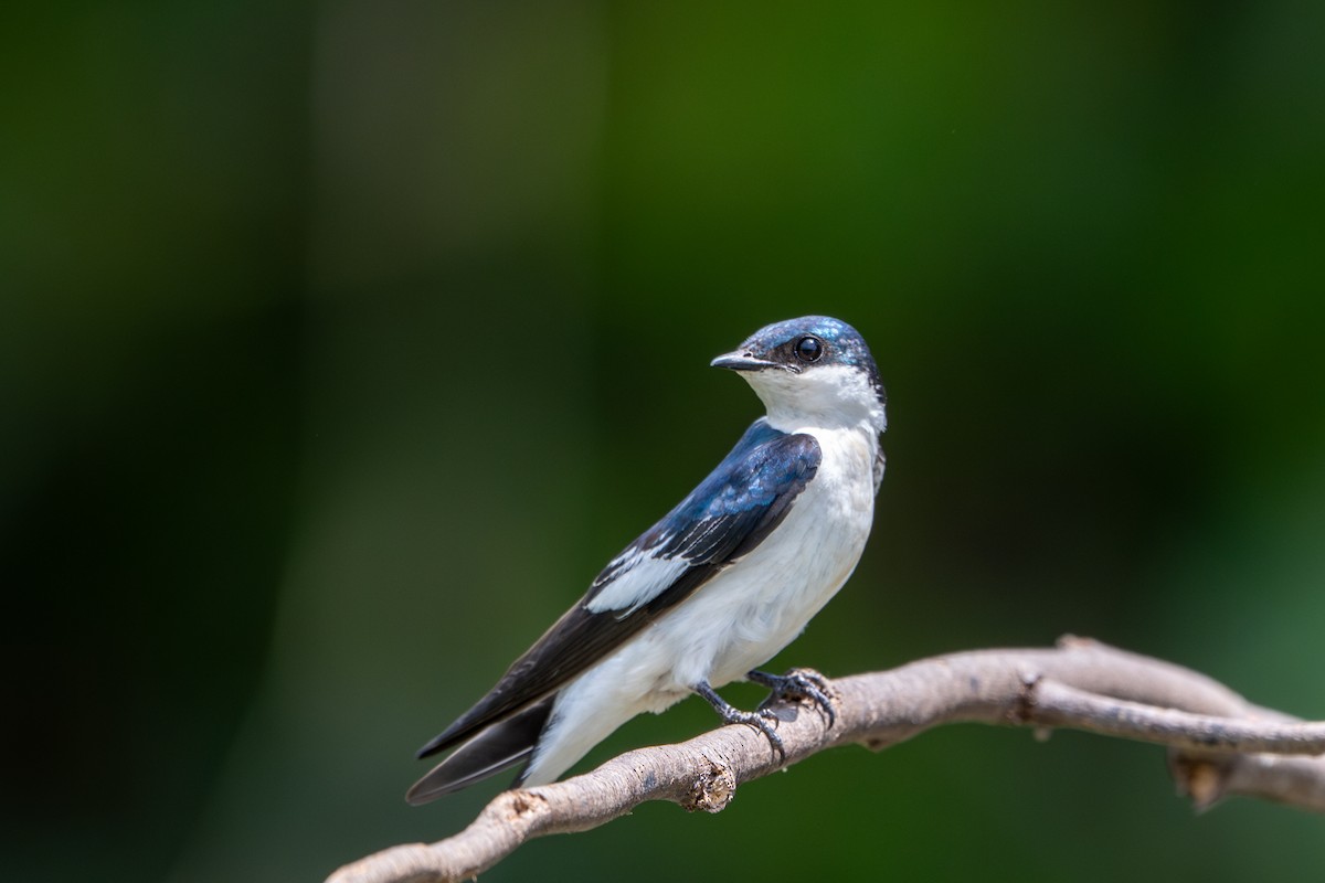 White-winged Swallow - ML643540558