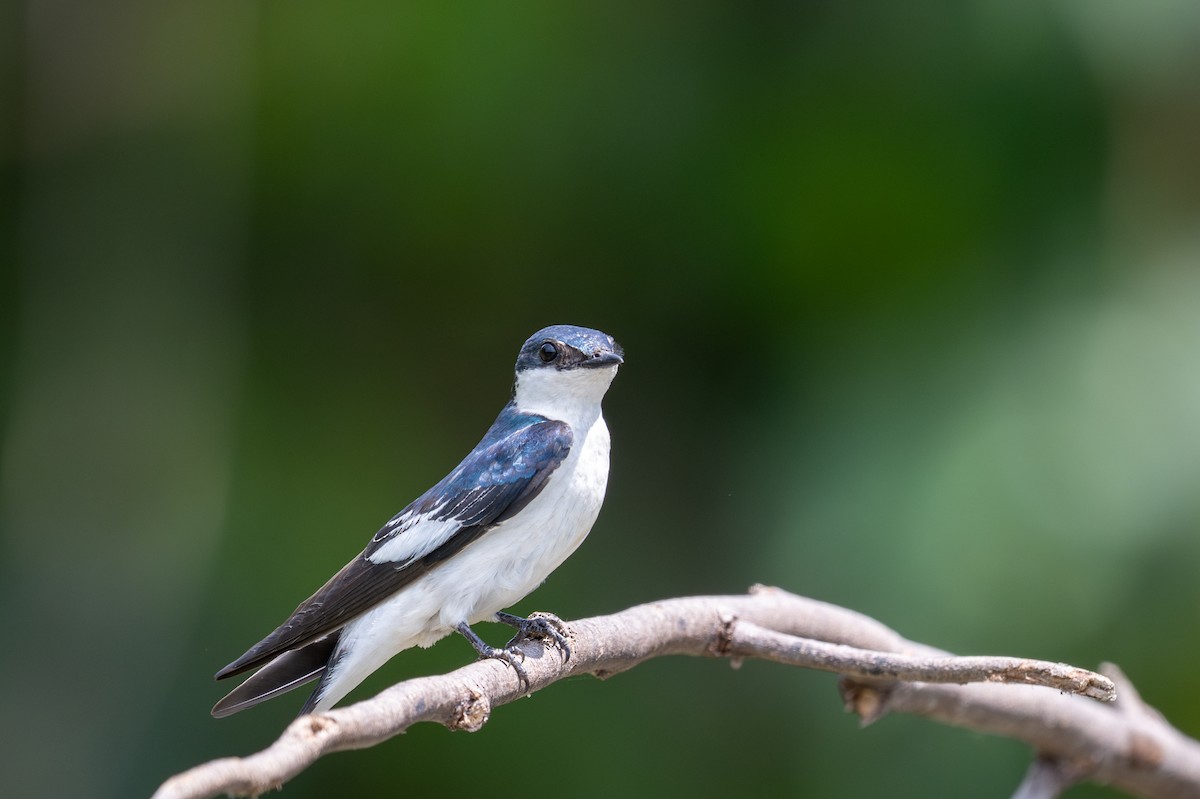 White-winged Swallow - ML643540559