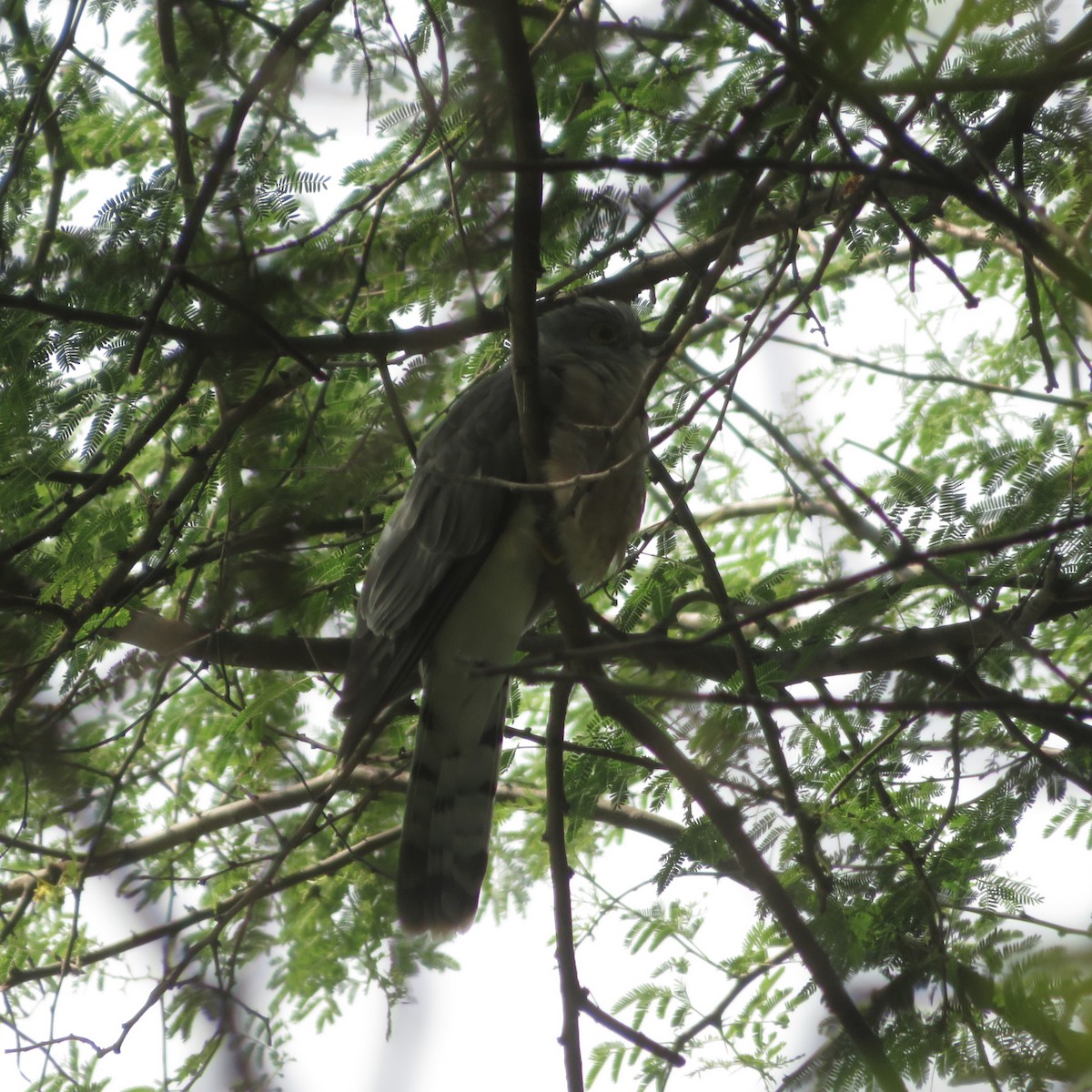 Common Hawk-Cuckoo - ML643540602