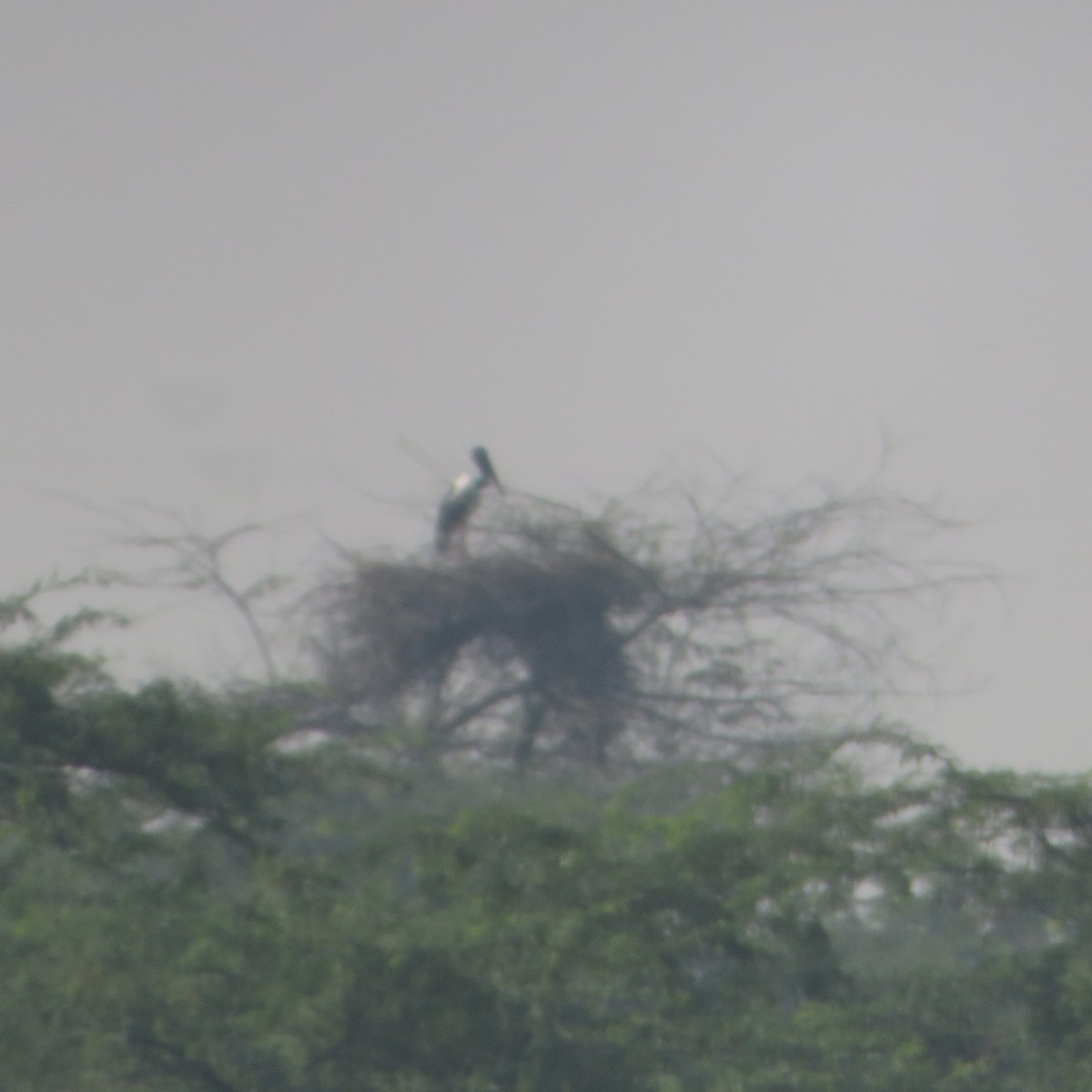 Black-necked Stork - ML643540605