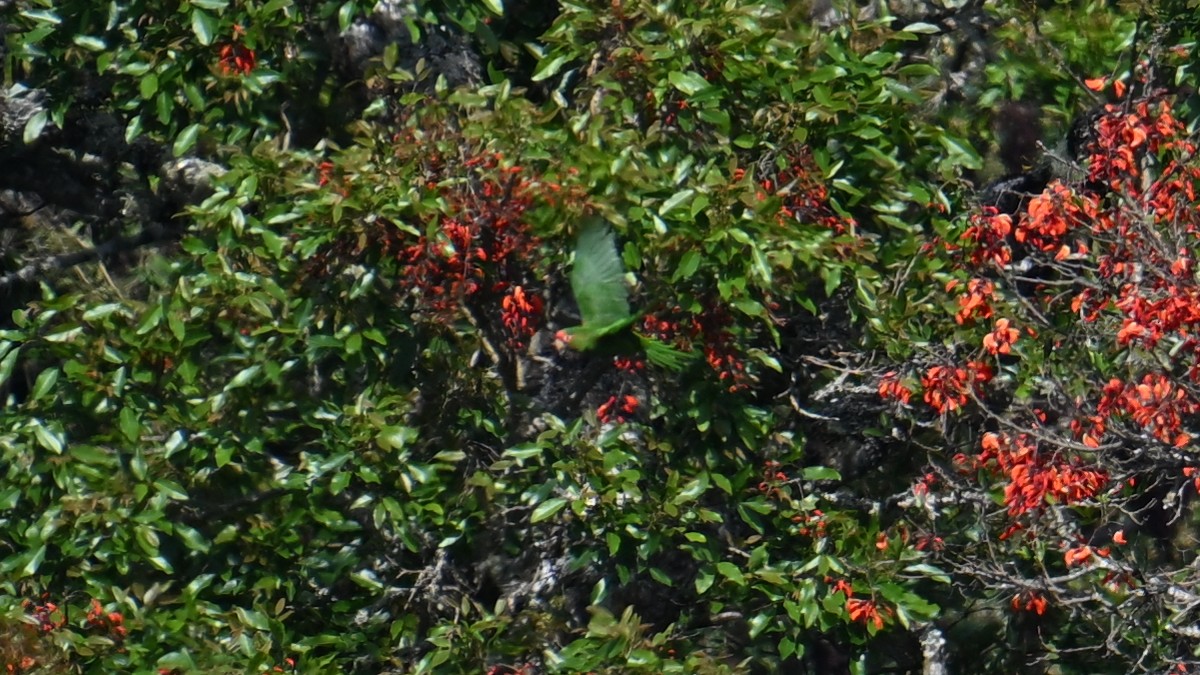 amazoňan tukumanský - ML643540614