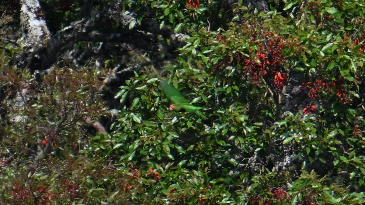 amazoňan tukumanský - ML643540622