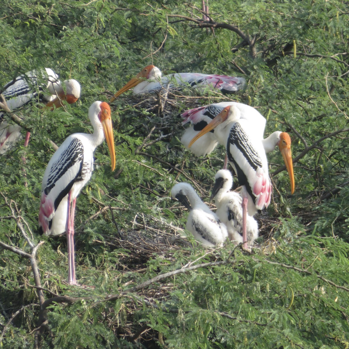 Painted Stork - ML643540635