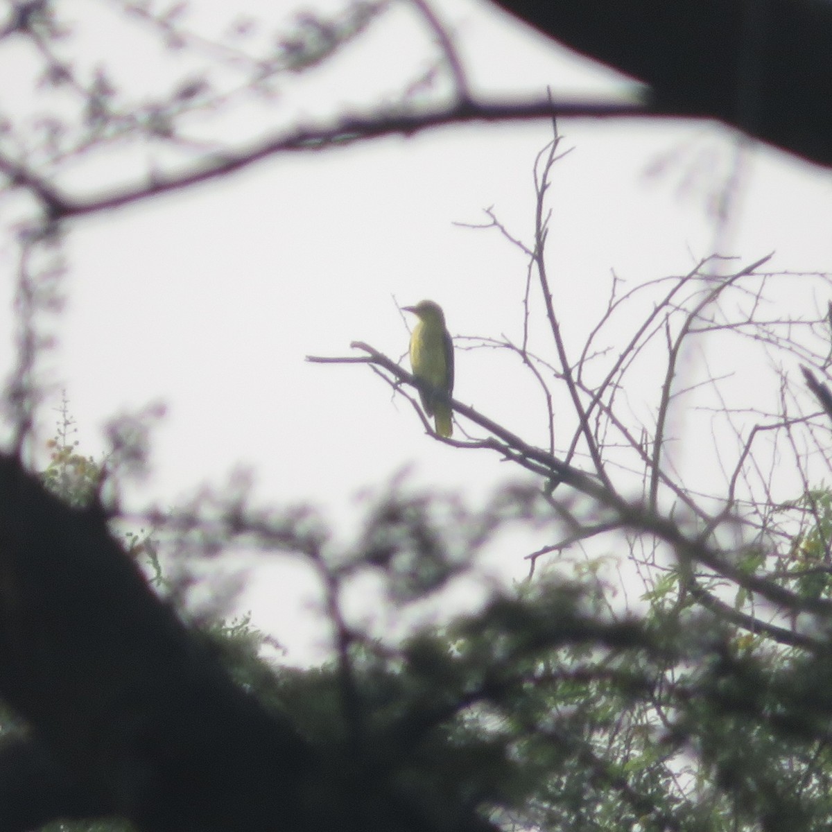 Indian Golden Oriole - ML643540646