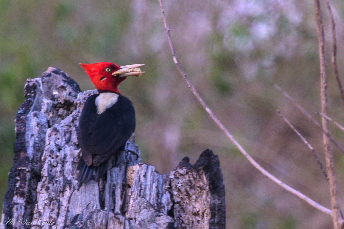 Cream-backed Woodpecker - ML643540647