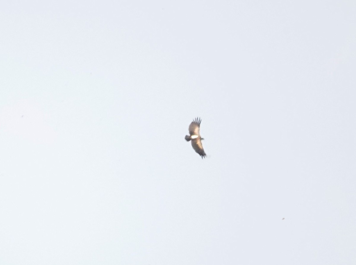 White-backed Vulture - ML643540651