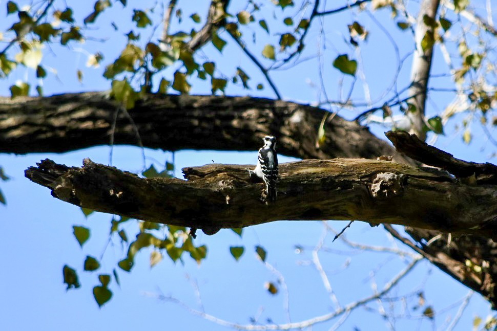 Hairy Woodpecker - ML643540658