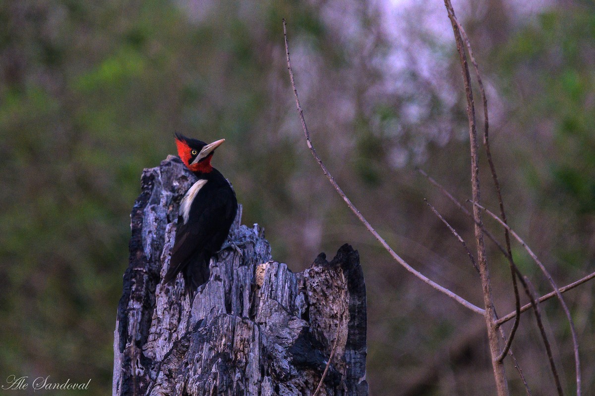 Cream-backed Woodpecker - ML643540662