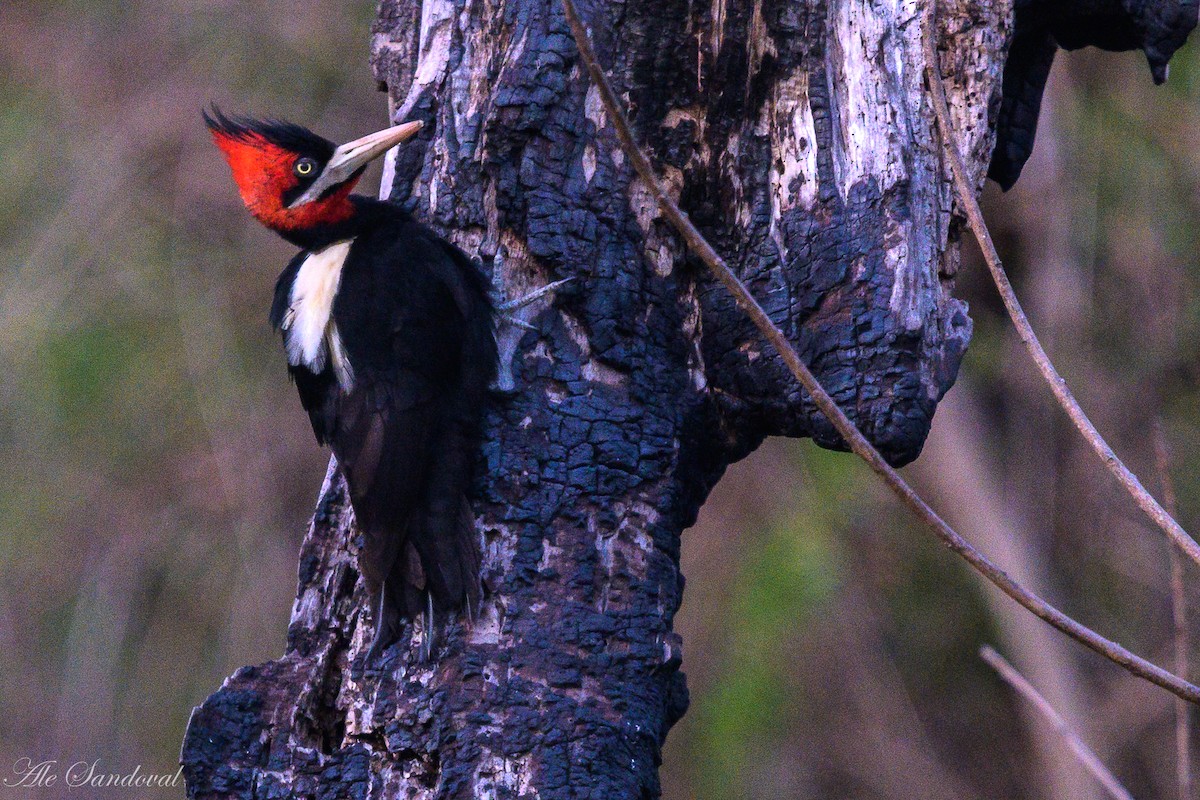 Cream-backed Woodpecker - ML643540663