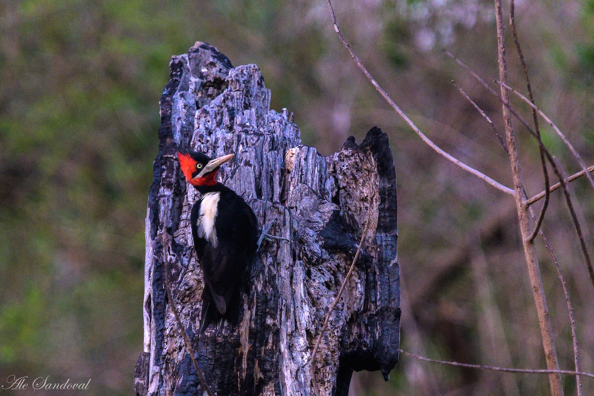 Cream-backed Woodpecker - ML643540664